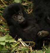 MOUNTAIN GORILLAS OF RWANDA